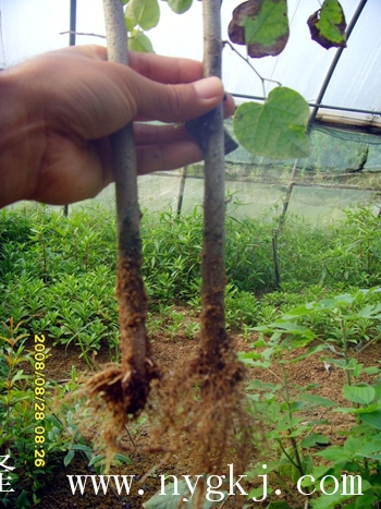 广东荣威植物克隆，粗枝直接育成大苗