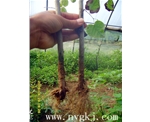 广东荣威植物克隆，粗枝直接育成大苗